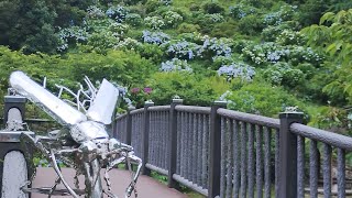 20250613 佐賀県 唐津市 見返りの滝 あじさい祭り