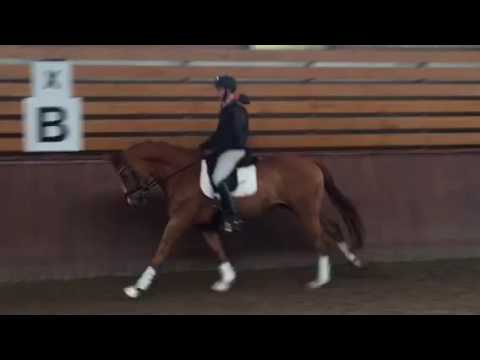 Bel Ami du Hans hanovrien 5 ans par Belissimo M / Ducati / Furst Grandios