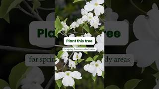 White Dogwood Tree #shadegarden #floweringtrees #gardening