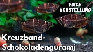 Kreuzband-Schokoladengurami - Sphaerichthys selatanensis | Liquid Nature Fisch Vorstellung