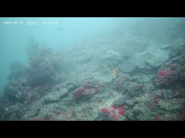 Chaojing Park Sponge