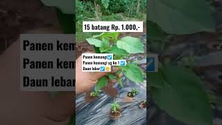 Download lagu Daun Kemangi #banyuwangi #petanimandiri #daunkemangi #petaniindonesia #pekerjaansampingan #bisnis mp3