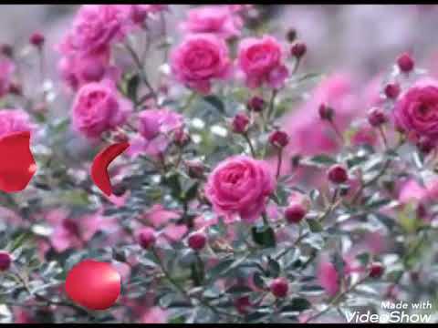 RENA ROLSKA  - Come Prima(1958).