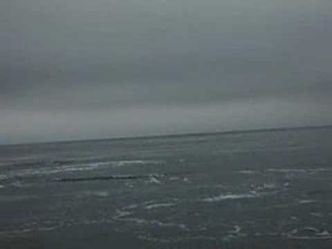 Whale Watching Victoria BC May 6 2007