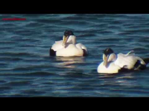 EIDER común ( Somateria mollissima ) Eider