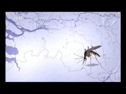 RTL nieuws Exotische muggen 30aug2010
