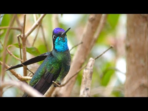 Talamanca Hummingbird Iridescence HD