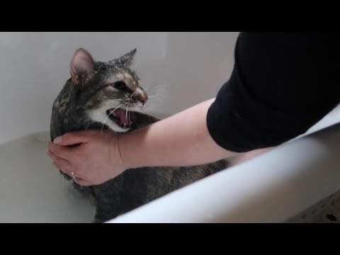 download lagu mp3 mp4 How To Wash A Cat, download lagu How To Wash A Cat gratis, unduh video klip How To Wash A Cat