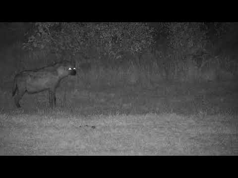 Djuma: Lone Hyena known as June (left floppy ear) - 18:34 - 08/12/21