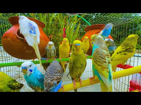 2 Hours of Budgie Best Friends - Mango and Chutney - Singing and Talking Sounds