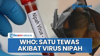 Waspada Virus Nipah! WHO Konfirmasi Satu Orang Terjangkit di Bangladesh Telah Meninggal Dunia