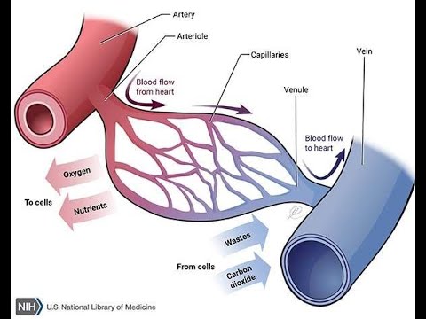 Blood Vessels Part 1(Anatomy)
