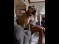 A Dog Watching Soccer ️ Game Dogs Football Soccer Game