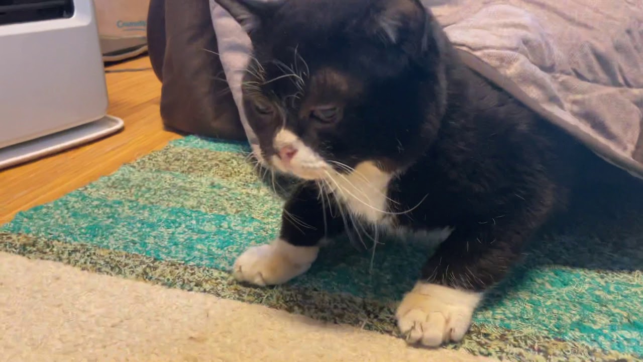 【もんたの日常】まるでおじさん？こたつからのっそり出てご飯を食べる猫のサムネイル画像