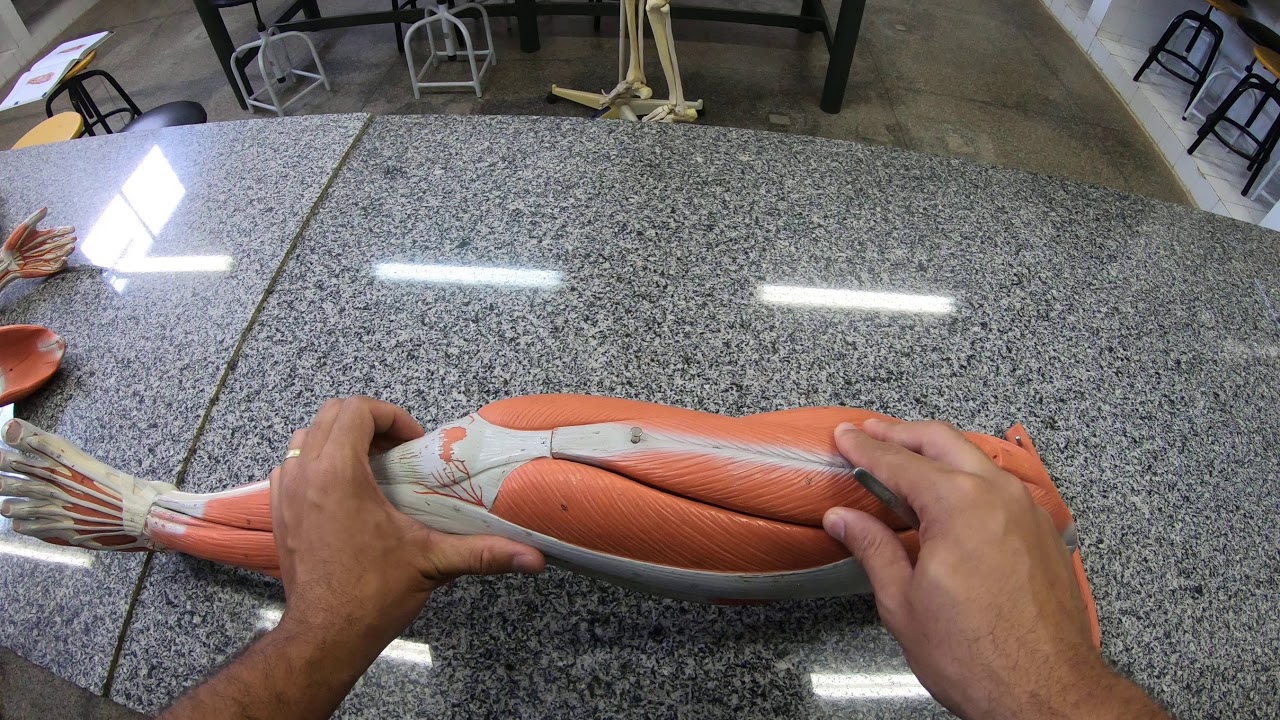 Músculos do Membro Inferior