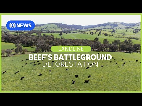 Beef Battleground: producers are accused of deforesting land for cattle | Landline | ABC News
