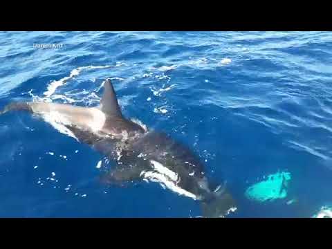 Video captures stunning moment of orca killing great white shark