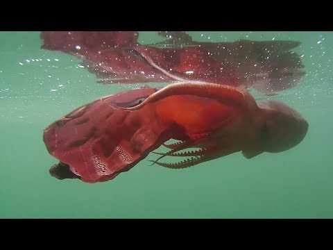 Blanket Octopus in Full Regalia