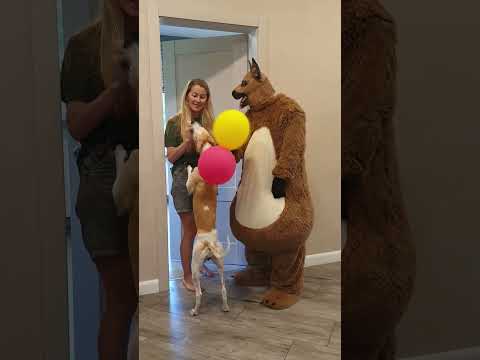 Funny dogs change balloons for food, Marble Truck