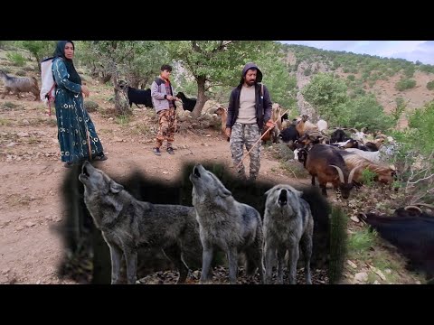 Lost Goats Rescue Mission: Facing the Howl of Eight Wolves