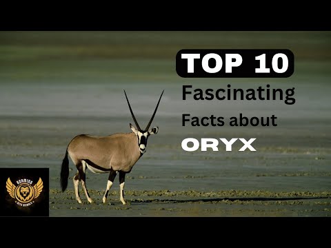 Top 10 Facts about Oryx
