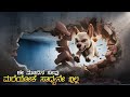 Bolt Movie Recap In Kannada Animation Adventure Family Comedy Movie Plot Review Kannada
