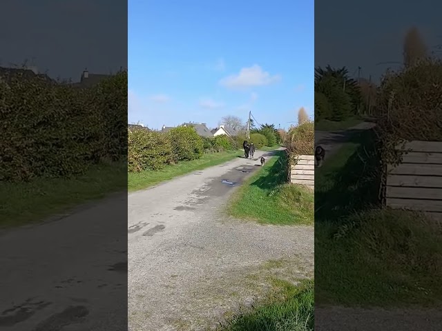 vente frison male 4 ans