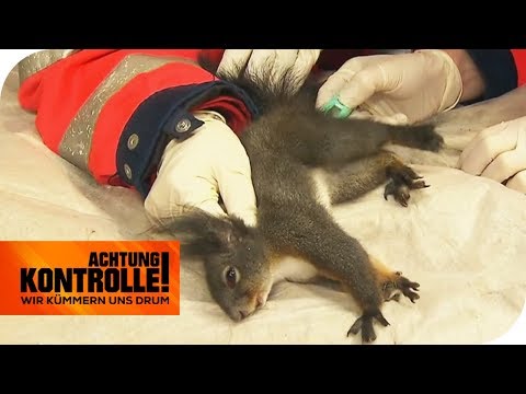 Fieber messen beim Eichhörnchen: Wird es überleben? | Achtung Kontrolle | kabel eins