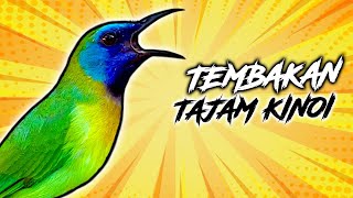 Download lagu Masteran Burung Kinoi Terbaik | Suara Jernih dan Gacor #BurungKinoi #MasteranBurung #SuaraKinoi mp3 Download lagu Masteran Burung Kinoi Terbaik | Suara Jernih dan Gacor #BurungKinoi #MasteranBurung #SuaraKinoi mp3