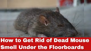 How to Get Rid of Dead Mouse Smell Under the Floorboards: Easy Guide