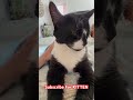 Loud Tuxedo Cat Purrs