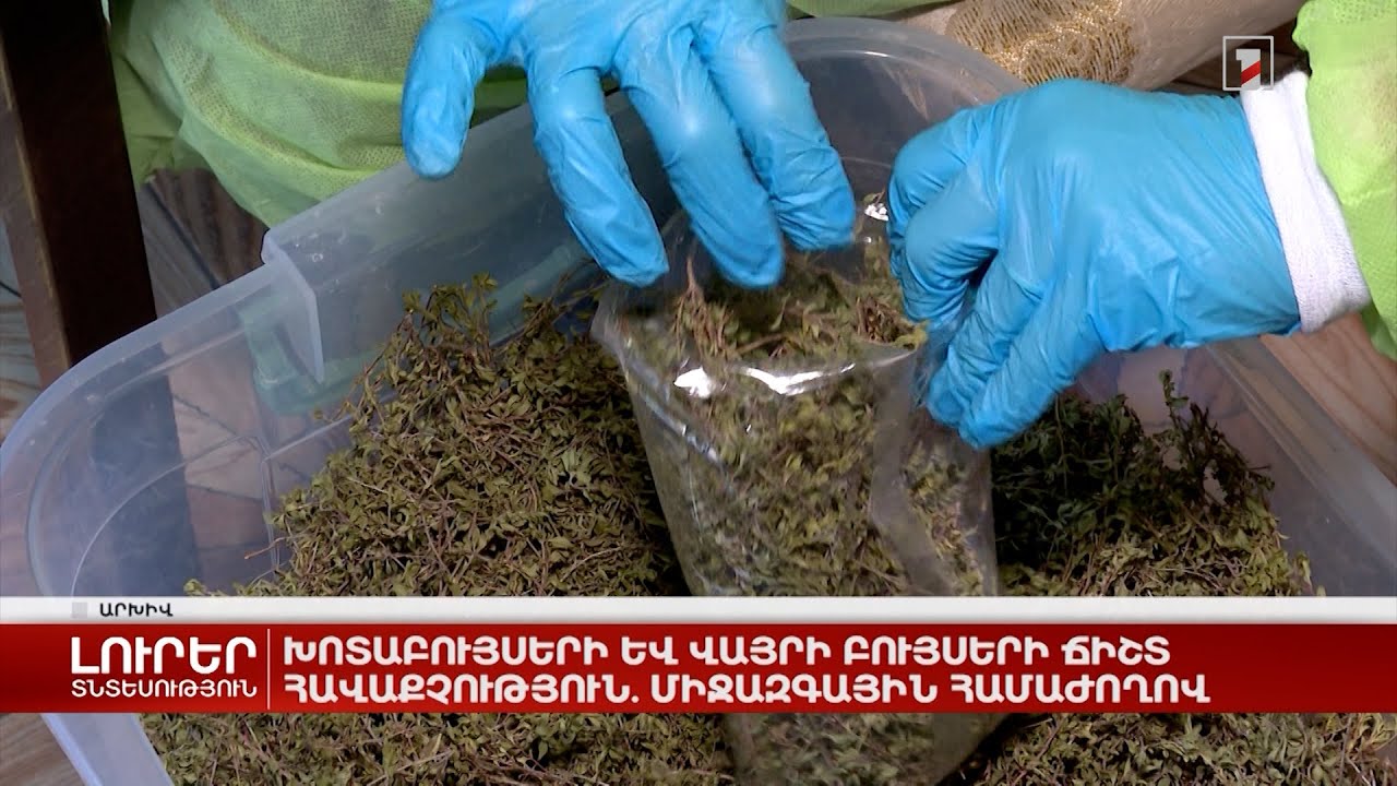 Խոտաբույսերի և վայրի բույսերի ճիշտ հավաքչություն. Միջազգային համաժողով