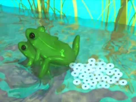 A Brief Look at Frog Reproduction