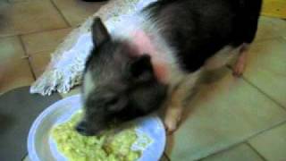 come mangia il mio maialino nano