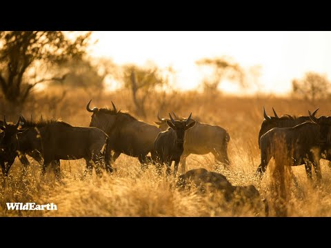 SafariLIVE Sunset Safari - 18 April 2024