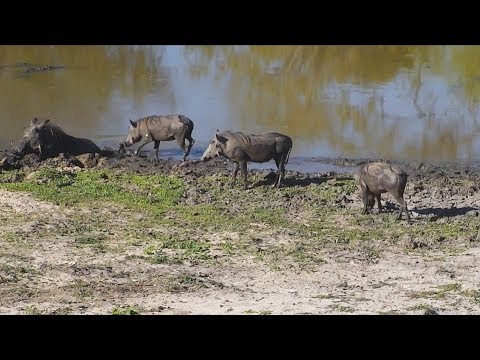 2017/11/02 Djumas Water Hole~Warthogs take a mud bath~