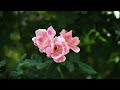 First Lady Melania Trump Rose Garden