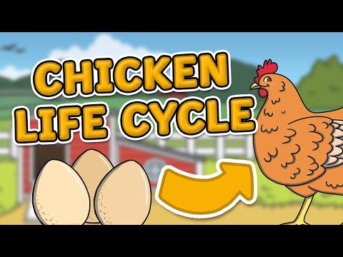 The Life Cycle of a Chicken | Chicken Life Cycle | Science for Kids!