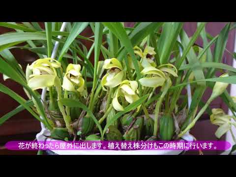 園芸 マキシラリア、コレクターの間で珍重される蘭