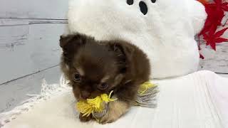 チワワ(ロング)の動画01