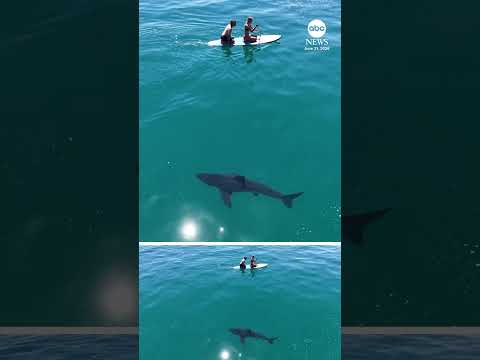 Shark stalks paddleboarders off coast of California