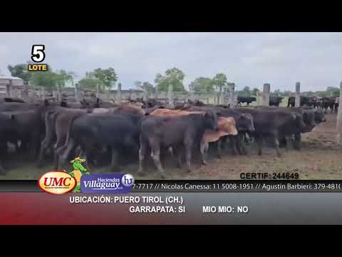 Lote 80 Terneros en Puero Tirol, Chaco