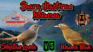 Download lagu Suara Masteran Istimewa Wambi Mini Vs Sikatan Londo ll Suara Jernih di ajamin Langsung Nyaut mp3