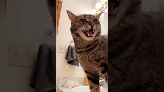 How to communicate with a CAT! #shorts 🤯