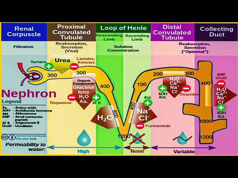 Introduction to Diuretic Drugs Pharmacology | The Basics are Explained