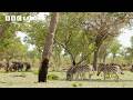 The Remarkable Senses Of Animals Nature S Great Migrations BBC Earth