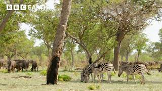 The Remarkable Senses of Animals | Nature's Great Migrations | BBC Earth