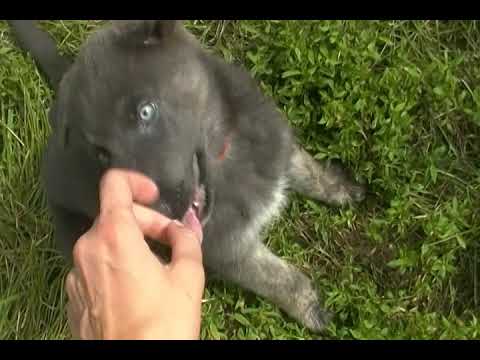Kiaras Miss Sangria blue and tan brindle female puppy