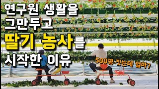 농사를 지으면 행복할까? 31살, 딸기 농부의 하루 [딸기농사] 1부