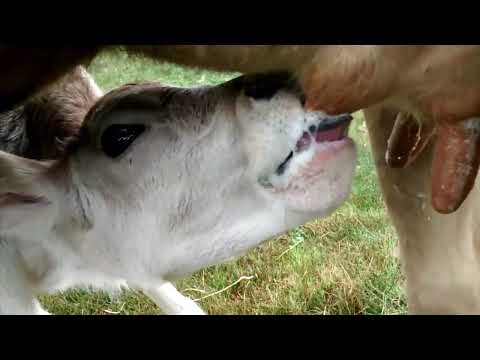 Lactancia .... Proceso muy importante para el crecimiento saludable de los animales